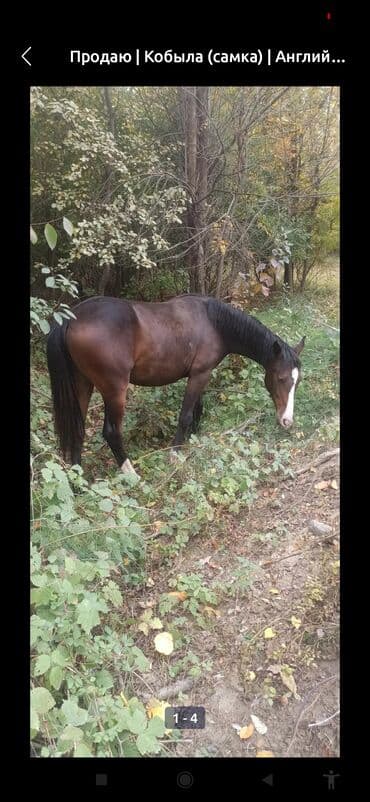 дом для кроликов: Продаю | Кобыла (самка) | Английская | Для молока — 6
