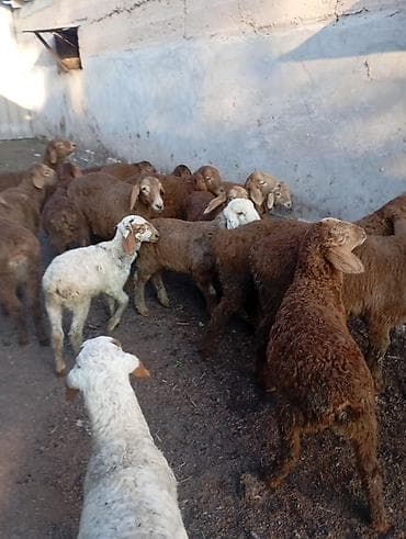 бараны матки: Продаю | Овца (самка) | Для разведения | Матка — 5