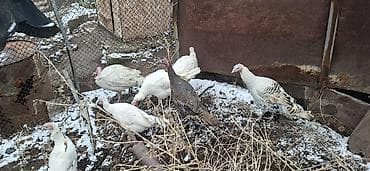 Индюки: Продаю молодых индюшек,в июле в конце будет год,количество 6 штук и 1 — 1