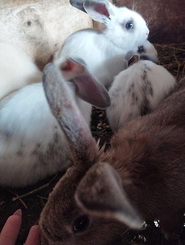 кой эдилбай: Кролики породы бабочка 
звонить и писать на номер  — 3