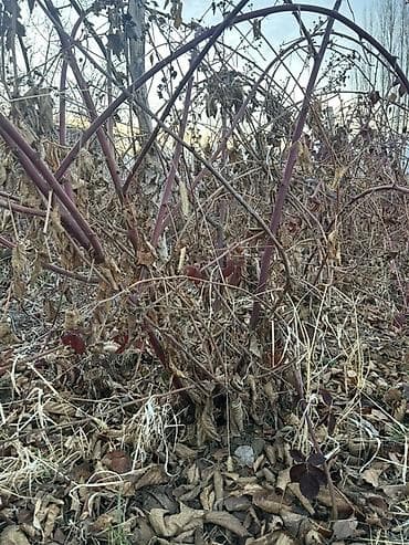 (Ежа малина) Саженцы малины (плодоносящие кусты с маточника) -