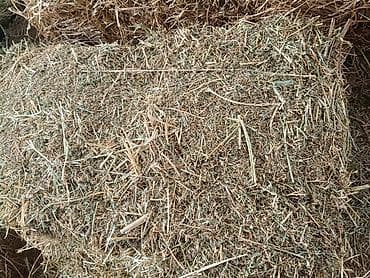 кошка джалал абад: Беде чоп аралаш жакшы тикени жок таза чоп доставка бар — 2