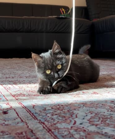 Аквариумы: 4 месяца, Девочка, Приучена к лотку — 1