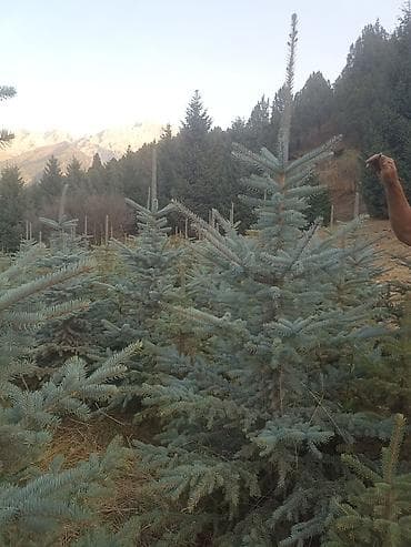 Семена и саженцы: Ель — 3