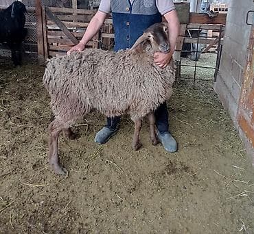 платформа пчеловодная: Продаю | Овца (самка) | Для разведения | Матка — 2