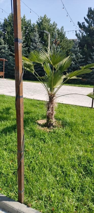 продажа рассады: Көчөттөр гүлдүн — 26