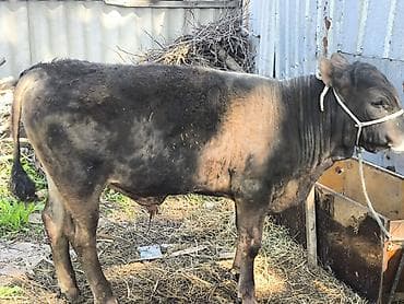 английская чистокровная: Продаю | Бык (самец) | Полукровка | На откорм | Привязанные — 5