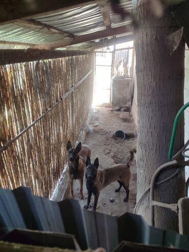 щенки немецкой овчарки чёрного окраса: 25.10.25 документамиЩенки породы, бельгийскую овчарку (малинуа) - — 1