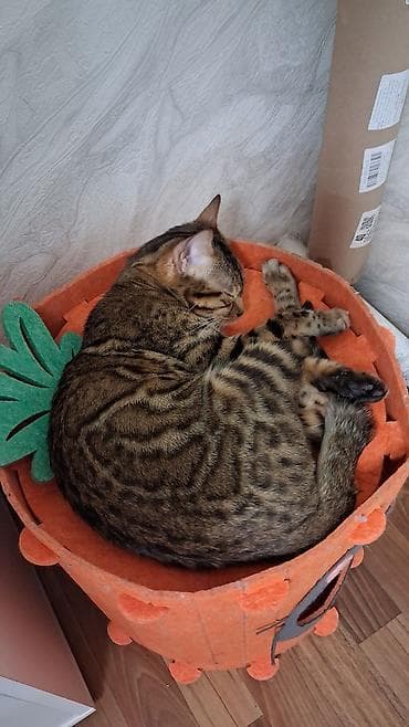 сколько стоит котенок бенгала: Бенгальская, 1 год, Девочка, Приучена к лотку, Проглистована, С документами — 7