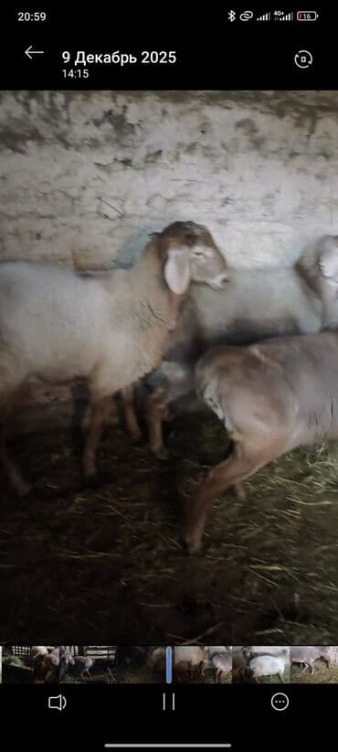 дом животных: Продаю | Баран (самец) | На забой | Племенные — 8