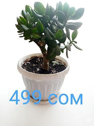 леди баг и супер кот: Комнатные растения в горшках. - Сансевиерия (щучий хвост) — — 2