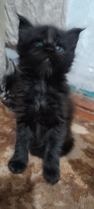 кошк: Мейн-Куны!!!🥰🥰🥰 Продаются Чистокровные,Шикарные, отличная коробка — 3