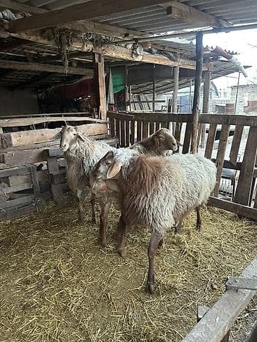 баран самка: Продаю | Баран (самец) | На забой — 3