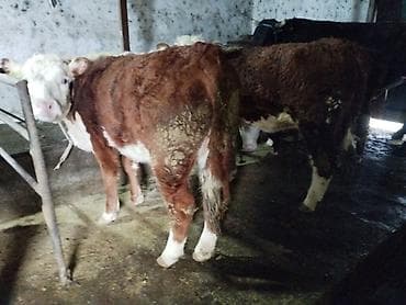 кой сой: Продаю | Тёлка | Герефорд | Для разведения | Племенные — 2