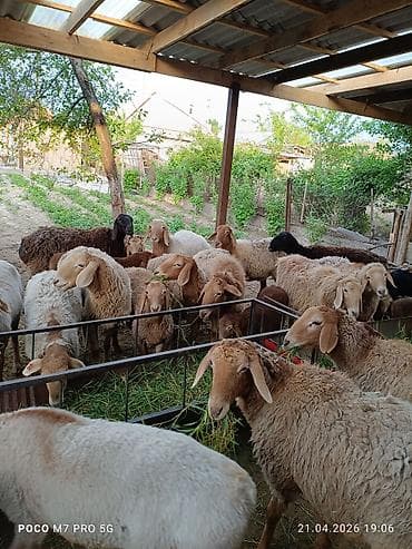 живой вес: Продаю | Овца (самка) | Арашан | Для разведения | Матка — 5