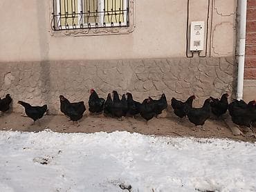 Ветеринар кызматы: Таза кандуу джерсийский гигант жумурткалары сатылат инкубаторго — 4