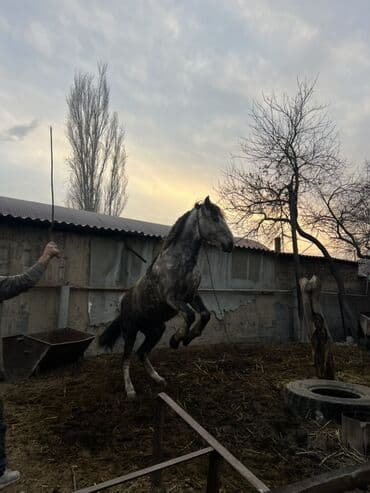 сколько стоит собака ротвейлер: Продаю | Конь (самец) | Рабочий — 2