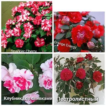 Комнатные растения: В наличии крупные детки, бальзаминов по 100 с -150 с. Возможна — 3