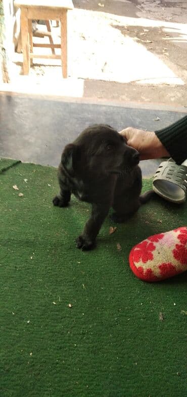 Вязка собак: 1 месяц, Самка — 3