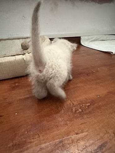котяти: Беспородная, 1 месяц, Мальчик — 9