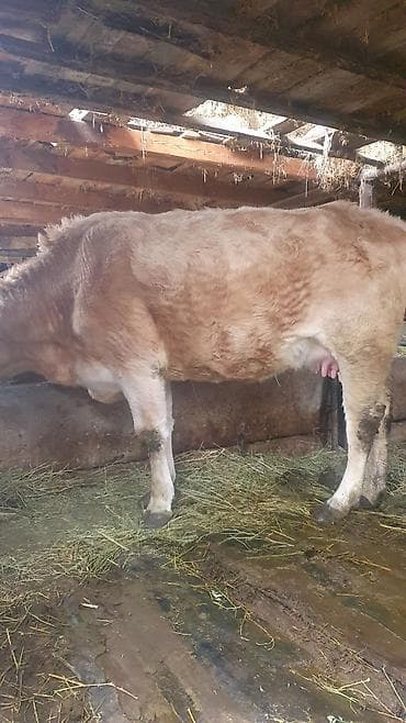 бык на племя: Продаю | Корова (самка) | Для разведения | После отела — 4