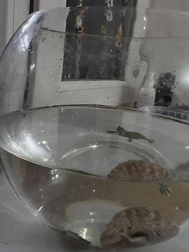 фильтр для пруда: Малыши водные черепахи (примерно 3–4 см панцирь). Активные, хорошо — 6