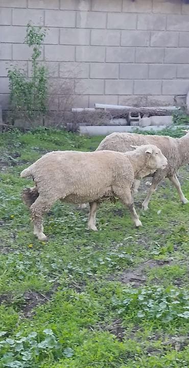 Үй жаныбарлары: Сатам | Ургаачы кой (ургаачы) | Көбөйтүү үчүн | Ургаачы — 1