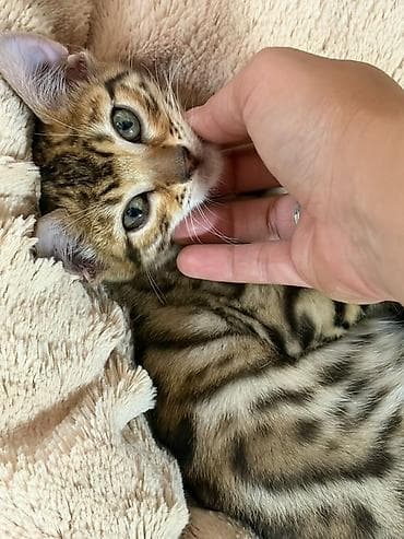 купить золотого ретривера: Порода: бенгальская кошка (котёнок). Описание: - Яркий контрастный — 2