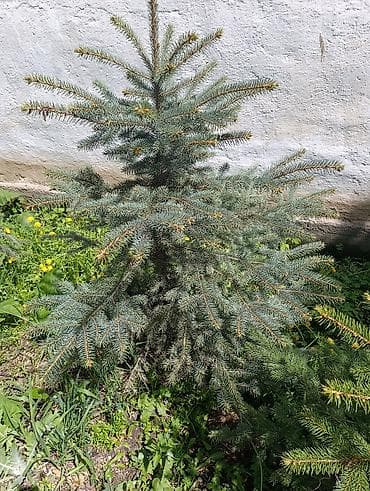 уличные растении: Ель голубая (Picea pungens, «колючая ель») — саженцы для озеленения — 3