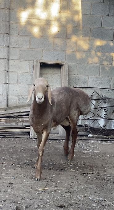 Продаю | Баран (самец) | Арашан | Для разведения | Племенные