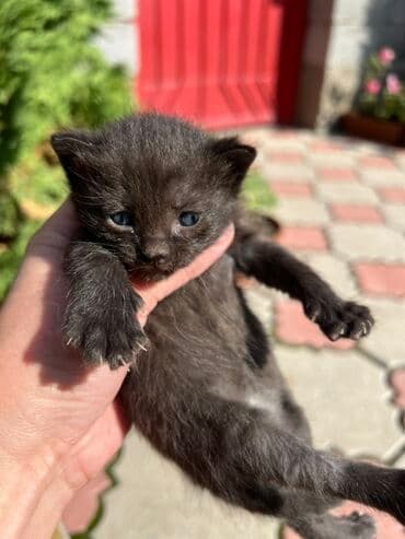 новорожденные котята: Котята,родились 16 сентября. 3мальчика 1девочка, шоколадные. Отдам в — 2