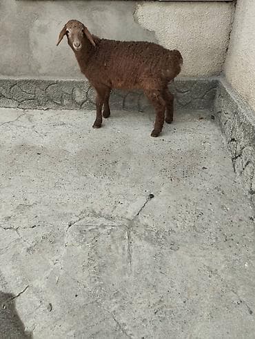 Собаки: Продаю | Овца (самка) | Арашан | Для разведения | Племенные — 9