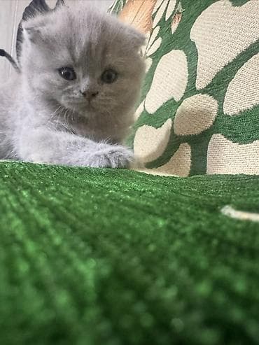 Мышыктар: Котёнок — маленький комочек счастья Очаровательный вислоухий — 2