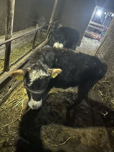 разведение сельскохозяйственных животных: Продаю | Тёлка | На откорм | Привязанные — 4
