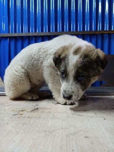 Зоотовары: Щенок,алабай Описание: - Возраст визуально — щенок, компактный — 4