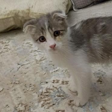 вислоухие кошки: Шотландский вислоухий котёнок (Scottish Fold) отдам даром - Окрас — 5