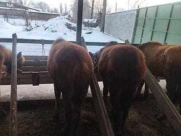 Иттер: Сатам | Байтал | Көбөйтүү үчүн | Асыл тукумдуу — 2