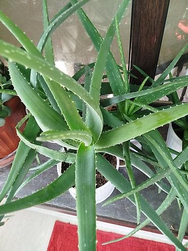 аптечка: Комнатные растения в горшках от 300-1000 1) Алоэ вера (крупные — 2