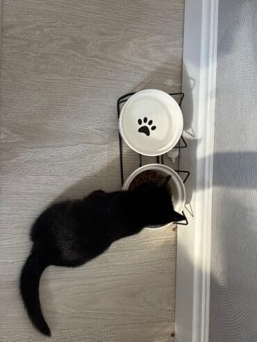 отдам породистых котят: Кошка даром: Беспородная, 4 месяца, Девочка, Приучена к лотку — 2