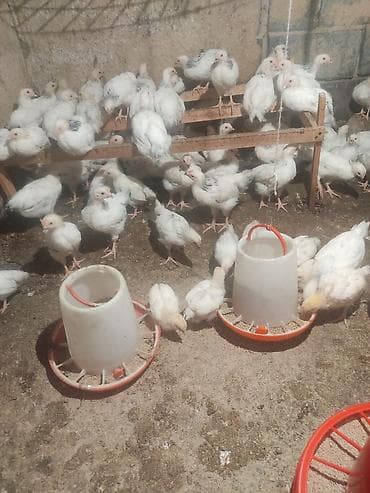 бройлер живым весом: Продаю | Цыплята | На забой — 3