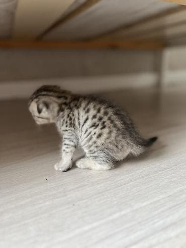 шотланский кошка: Шотландский котёнок с уникальным окрасом - Порода: шотландская — 3