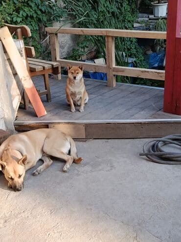 лабрадор купить: В районе рынка Кудайберген пропала собака. прошу вернуть за — 4