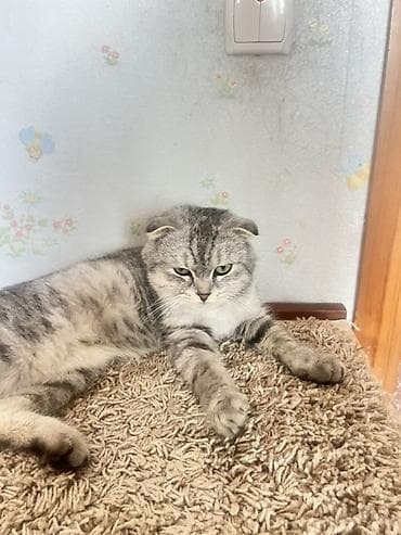 Кошка даром: Скотиш Фолд (Шотландская вислоухая), 11 месяцев, Мальчик