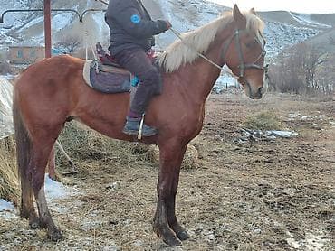 скупка лошадей: Продаю | Конь (самец) | Рабочий | Мерин — 5