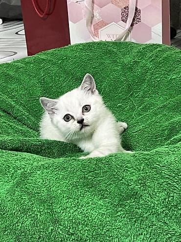 манчкин кот купить: Британская короткошёрстная, 2 месяца, Девочка, Белый, Приучена к лотку — 2