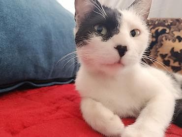 пушистая кошка: Кошка даром: Беспородная, 3 года, Девочка, С прививками, Метис, Приучена к лотку — 2