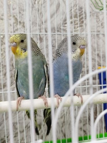 рэгдолл бишкек: Продаются попугаи 🐦 Весёлые, ручные и общительные — быстро — 2