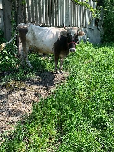 дойный апарат: Продаю | Корова (самка) | Для молока — 3