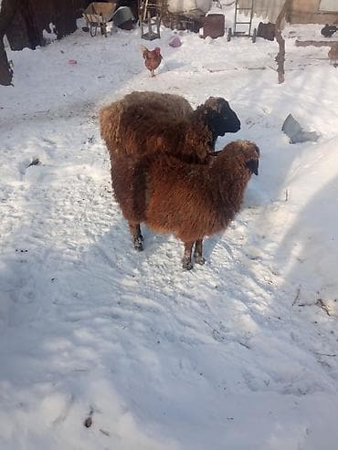 продаю породистых коров: Продаю | Овца (самка) | Полукровка | Для разведения — 3