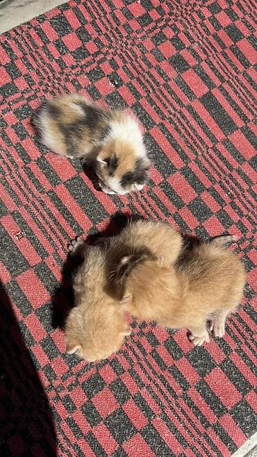 Котята, ещё немного и можно забрать - Окрас: три рыжих (теплые